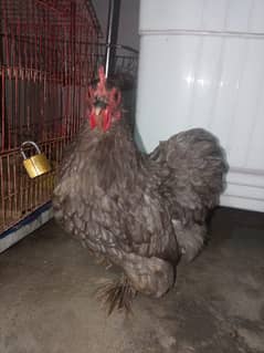 Blue Bantam Hen
