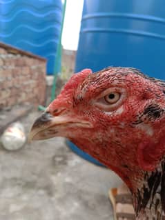 Hint Cross Vait Murga For sale