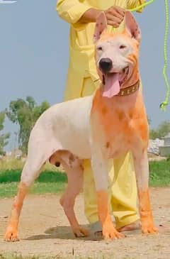 Pure Kohati Gullter Male Age 9 Month for Sale All Pakistan Cargo