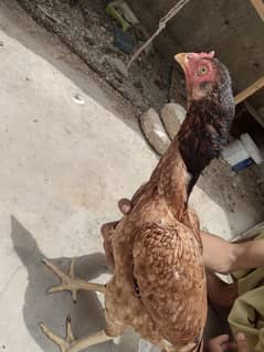 aasel breeder