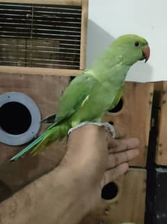 2 hand tame baby 0321.7242445