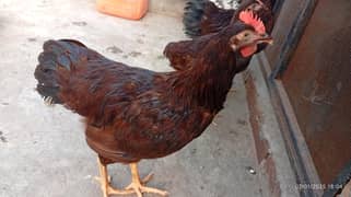 RIR Heritage Roosters