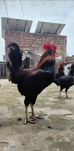 Pure Desi murga healthy and active breed gher ka  Rs:2,500