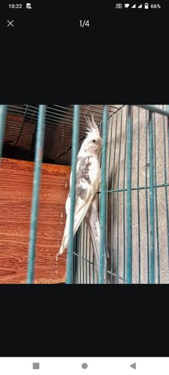 Cockatiel
