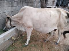 jarsi