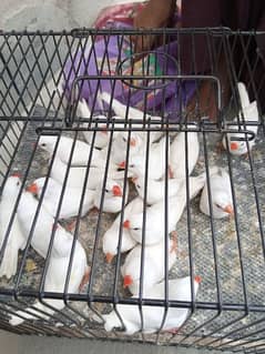 Snow White Finch for Sale