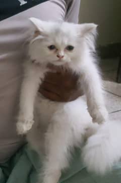 persion loving kitten