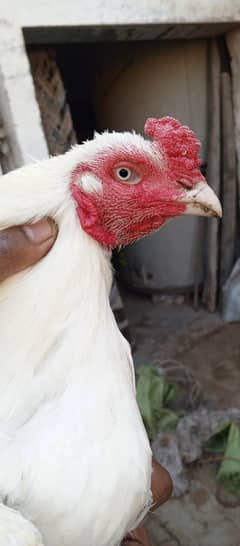chicken 