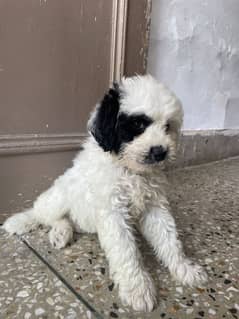 Miniature poodle also name as Bichpoo