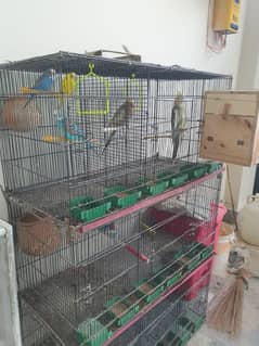 Parrots pair healthy 100%