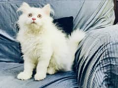 Imported Lines Triple Coated Persian Kitten