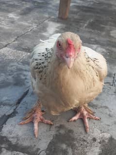 for sale