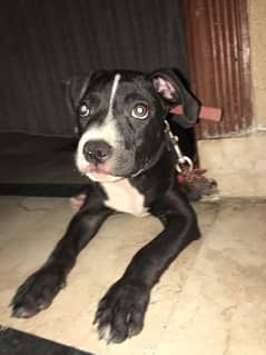 American pitbull age 8 months