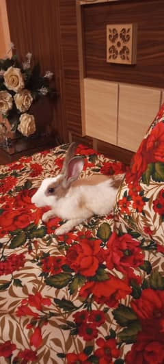 Male Rabbit For Sale