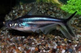 Blue line shark available
