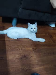 white kitten vaccinated