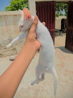 persian