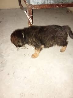 very nice dogi play with every one