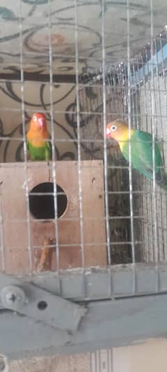 lovebird or finch 03117823418