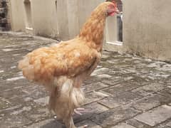 golden buff male