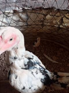 Aseel Hens