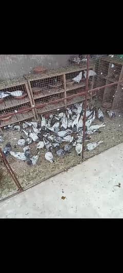 peogens