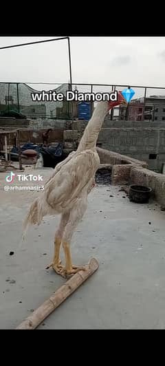 White Garman King oh Shamo