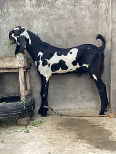 Kala