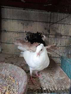 AK pair ha lake ka ready to breed and AK single male ha breeder