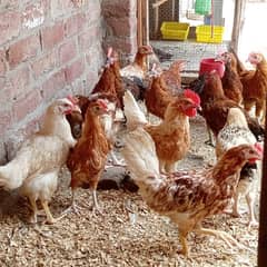 GOLDEN MISRI for sale
