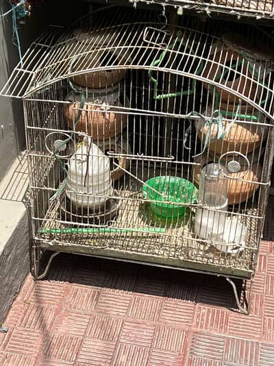 Cages for parrots