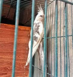 Cockatiel for sale breeder pair 03004913110