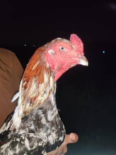 Aseel murga cheena