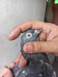 dub wali madi