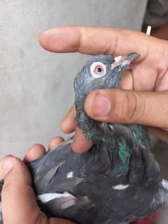dub wali madi