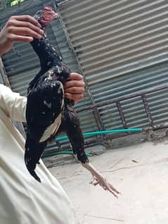 damindmale or  mushkafemale  cross