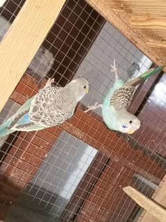 Budgies 2 cages for sale or exchange possible