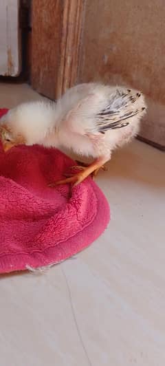 chick