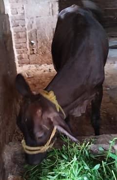 pure jersi wachi for sale, umar das mah,