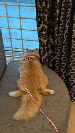 Ginger punch face stud male cat triple coated