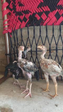 birds