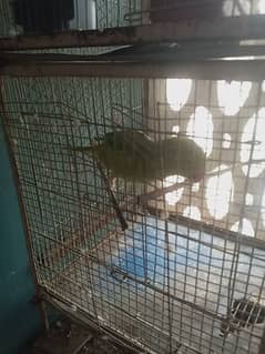 Cage 8 with bird love bird cocktail green part