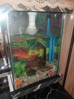 fish equriem