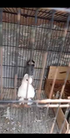 Sentinet+Lacka+caje/pinjra
