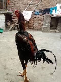 aseel