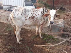 Pure Cholistani Breed Cow
