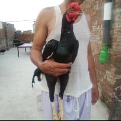 black patha