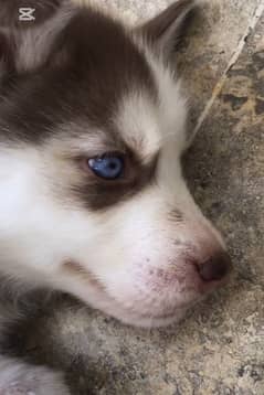 Pure breed husky puppy for sale!!!