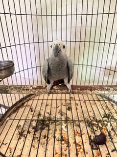 African Grey Parrot