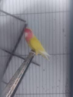 Birds for sale